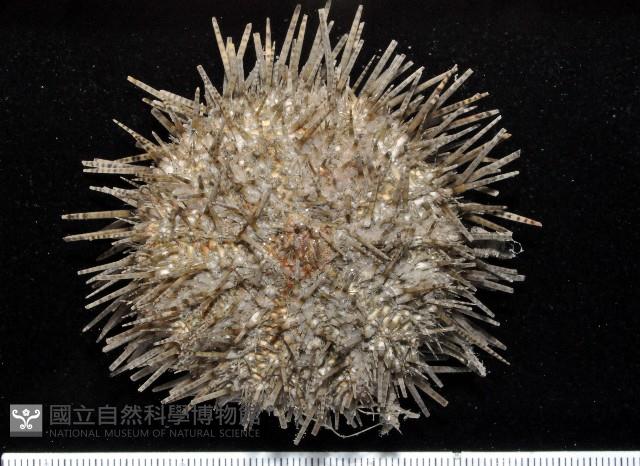 細雕刻肋海膽藏品圖，第3張