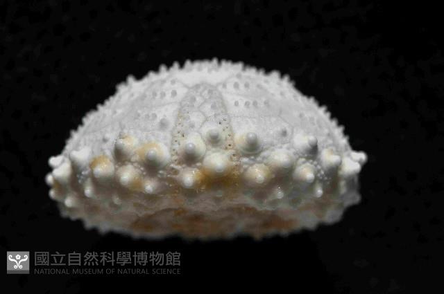 未知種侏儒頭帕(暫譯)藏品圖，第3張