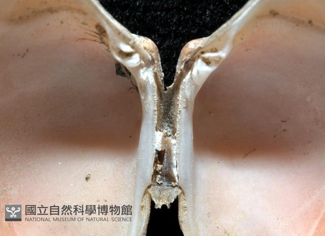小眼花簾蛤藏品圖，第3張