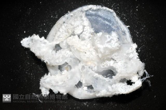 倒立水母(仙后水母)藏品圖，第3張