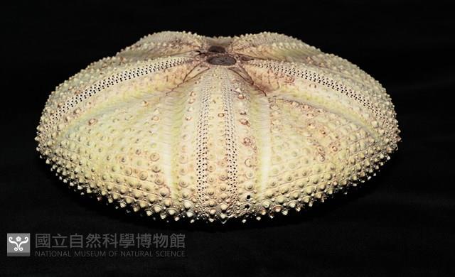 輻星肛海膽藏品圖，第3張
