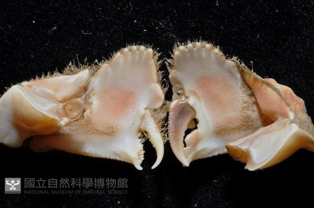 肝葉饅頭蟹藏品圖，第3張