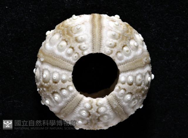 雙列角頭帕藏品圖，第3張