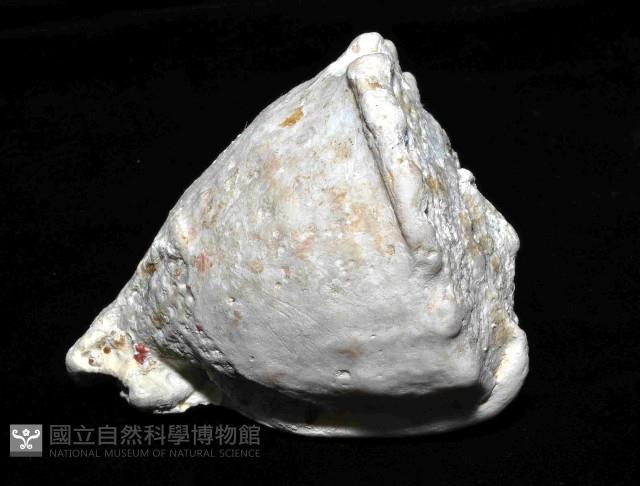 唐冠螺藏品圖，第3張