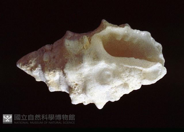 白結螺藏品圖，第3張