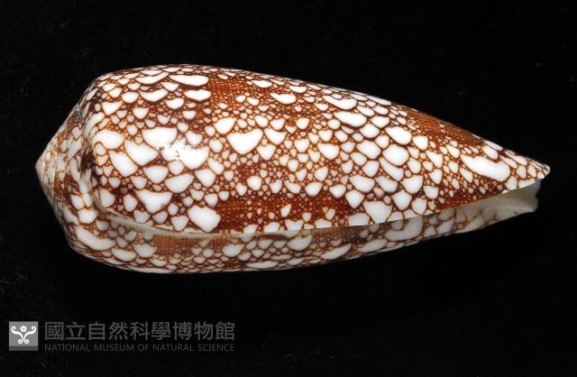 登錄號:007819-00062藏品圖，第3張