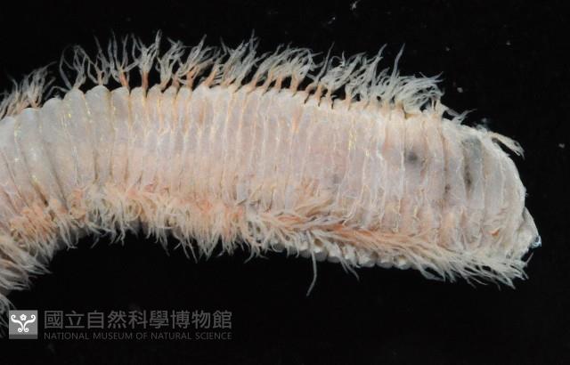 未知種磯沙蠶藏品圖，第3張