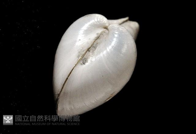 白玉杓蛤藏品圖，第3張