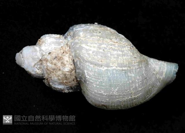 深海捲管螺之一種藏品圖，第3張