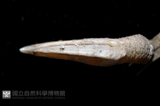 日本阿南鎧茗荷藏品圖，第3張