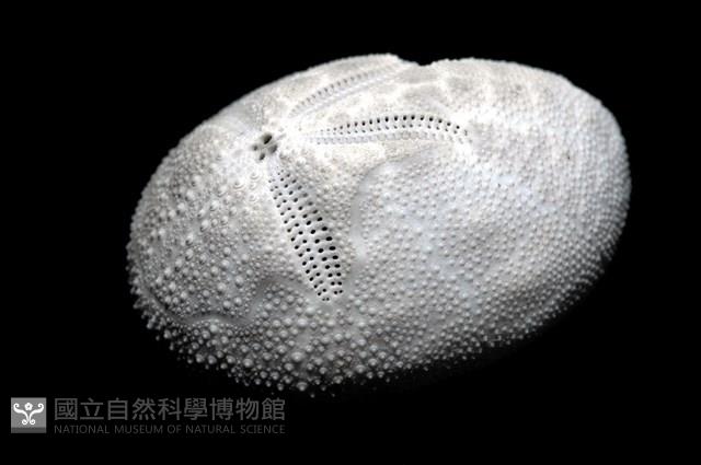 脊背壺海膽藏品圖，第3張
