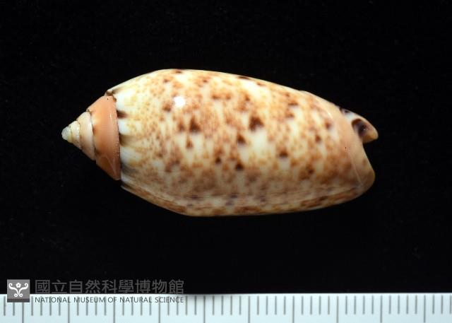 登錄號:007819-00132藏品圖，第3張