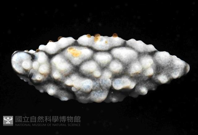 丘凸小葉海蛞蝓藏品圖，第3張