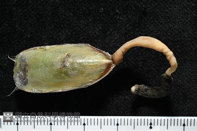 亞氏海豆芽藏品圖，第3張