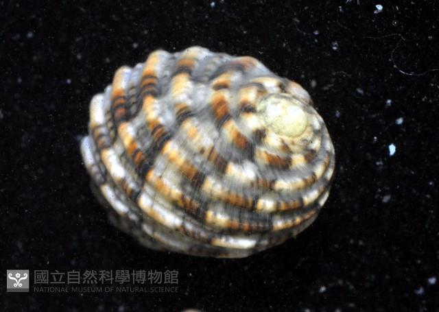 大圓蜑螺藏品圖，第3張