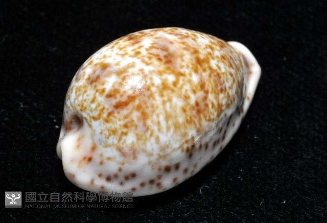 銹斑寶螺藏品圖，第3張