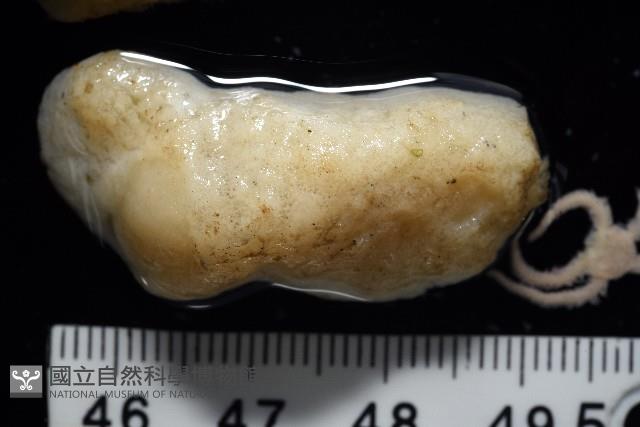 未知種海綿藏品圖，第3張