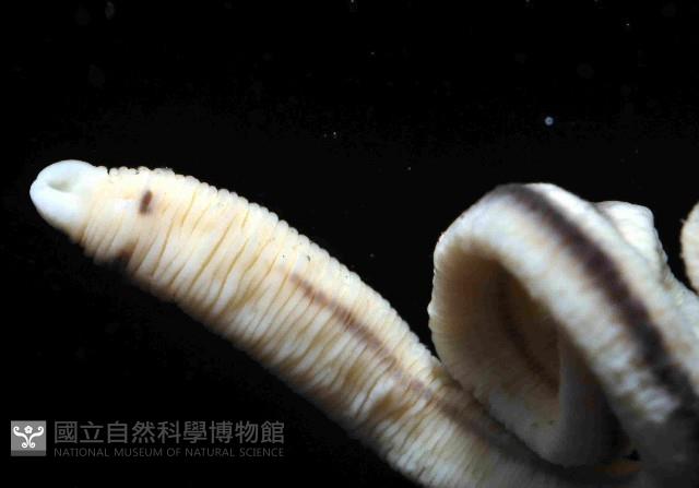 曙光無溝紐蟲藏品圖，第3張