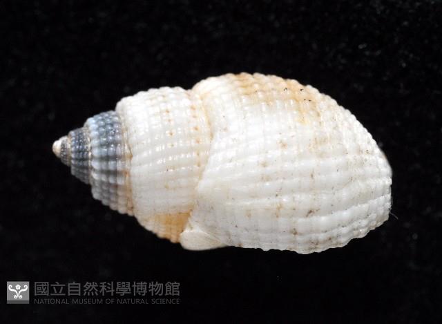 黑頂織紋螺藏品圖，第3張