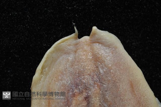 叉尾烏賊藏品圖，第3張