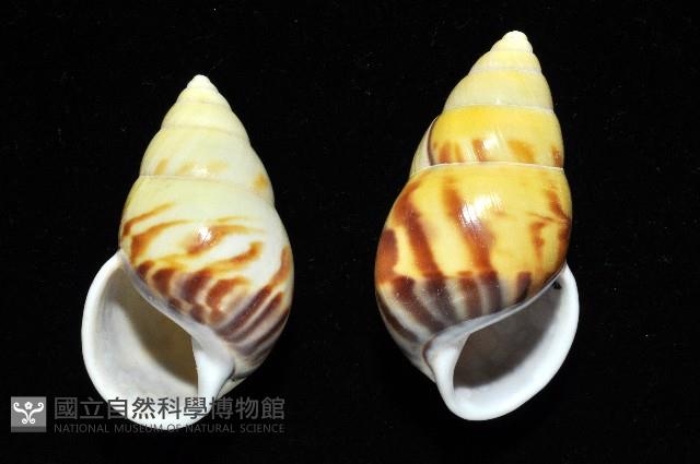 雙旋蝸牛藏品圖，第3張