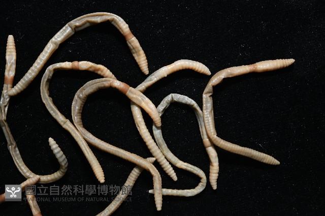墾丁遠環蚓藏品圖，第3張