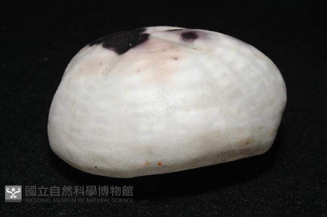 心形緣帶海膽藏品圖，第3張