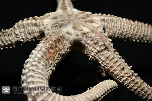 鞭枝蛇尾藏品圖，第23張