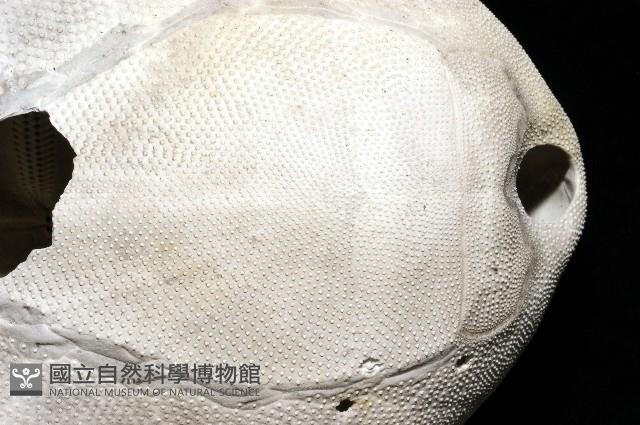 脊背壺海膽藏品圖，第23張