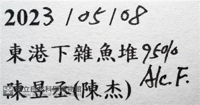 米氏擬圓殼蟹藏品圖，第23張