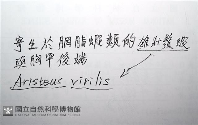 未知種擬對蝦蝦虱藏品圖，第23張