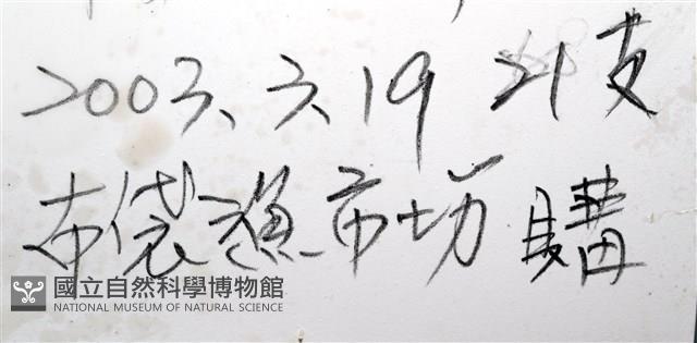 條紋鬘螺藏品圖，第22張