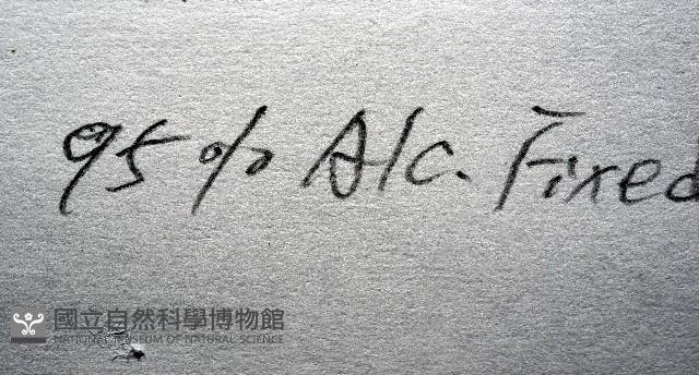 疣裸海膽藏品圖，第23張