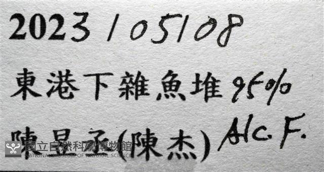 音樂聲蟹藏品圖，第23張