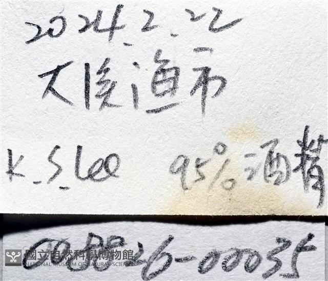 九齒扇蝦藏品圖，第23張