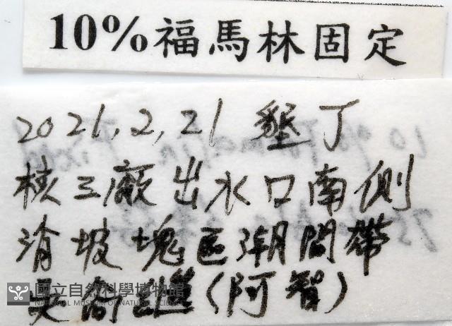 疣裸海膽藏品圖，第23張