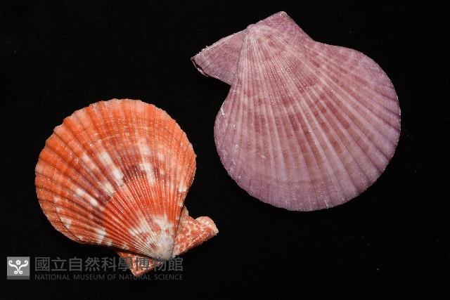 高貴海扇蛤藏品圖，第23張