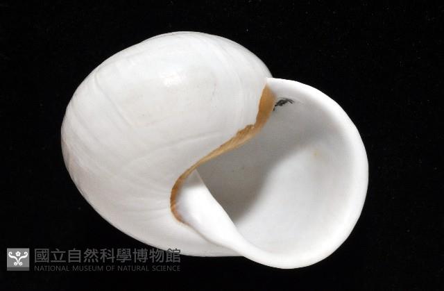 未知種光澤蝸牛藏品圖，第23張