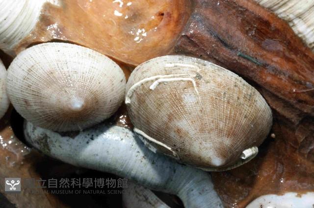 尖頂梳齒笠螺藏品圖，第23張