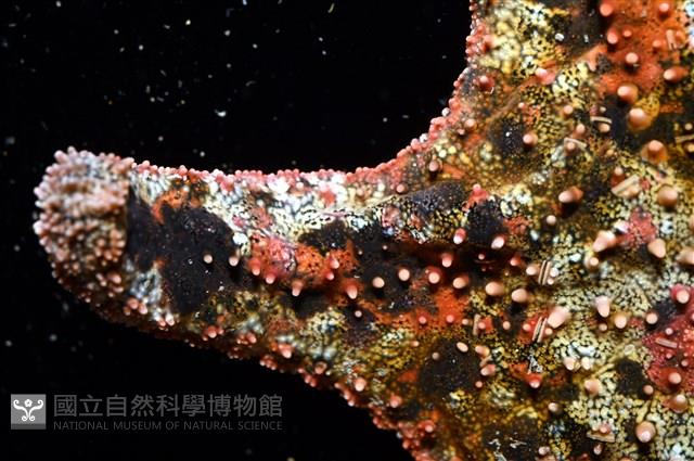 未知種瘤海星藏品圖，第23張