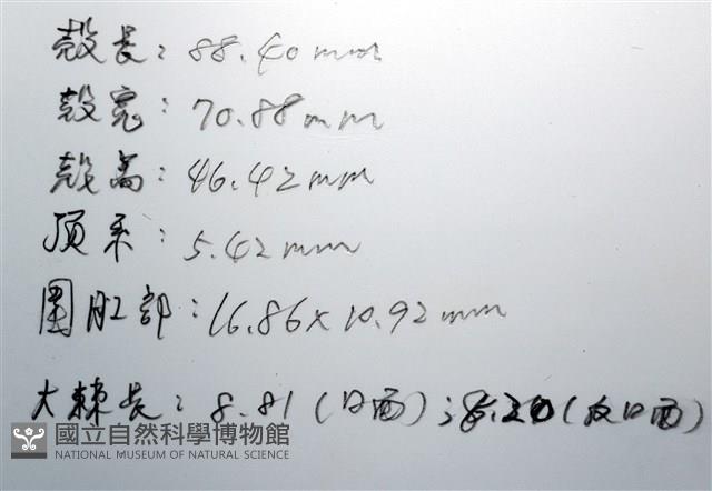 心形海壺藏品圖，第23張