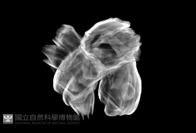 薄殼藤壺藏品圖，第23張