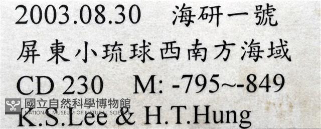 造殼海葵之一種藏品圖，第23張