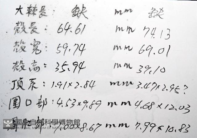 心形緣帶海膽藏品圖，第23張
