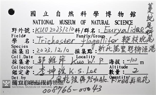 鞭枝蛇尾藏品圖，第38張