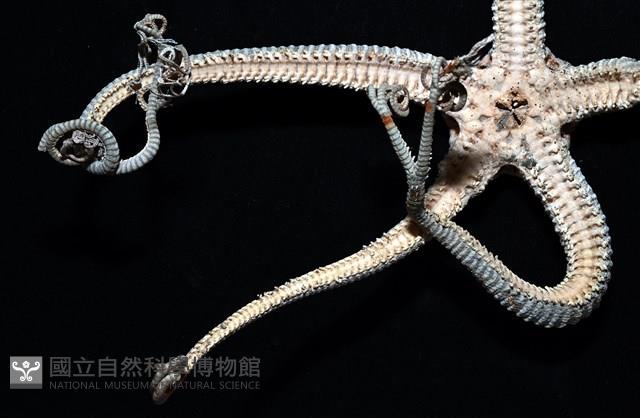 鞭枝蛇尾藏品圖，第18張