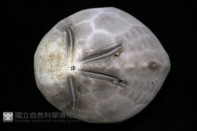 脊背壺海膽藏品圖，第18張