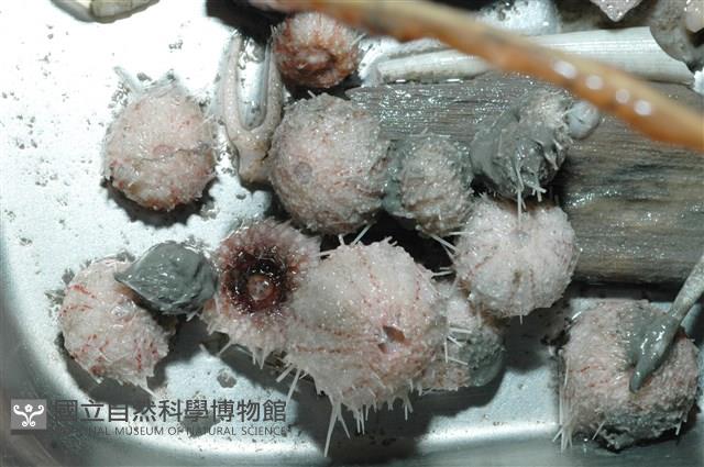艾氏鋸海膽藏品圖，第18張