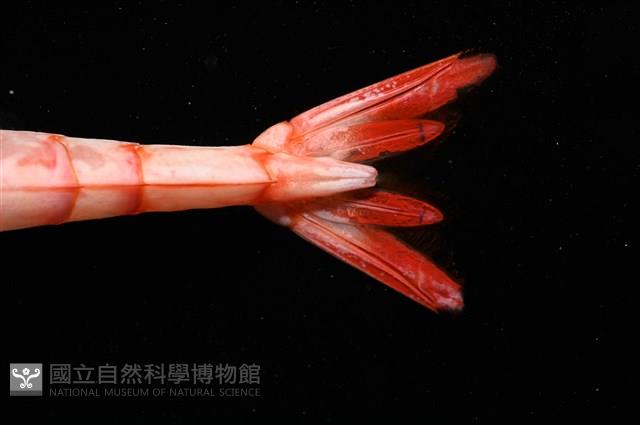 未知種擬對蝦蝦虱藏品圖，第18張