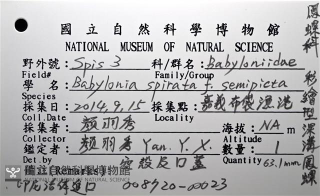 彩繪型深溝鳳螺藏品圖，第18張